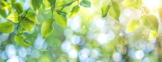 Foto op Canvas a panoramic banner featuring lush green leaves set against a blurred backdrop, designed with a wide layout and generous space for text, evoking the rejuvenating spirit of nature. © lililia