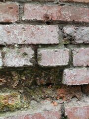 The wall of the old red brick building. The masonry is falling apart and crumbling, green moss is visible in the cracks.