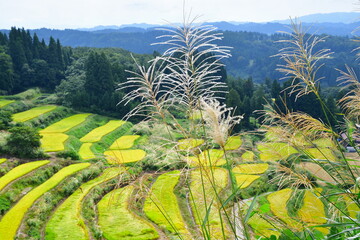 外之沢の棚田（新潟県）