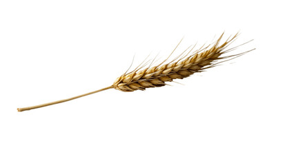 Ear of wheat and wheat grain isolated on Transparent background.