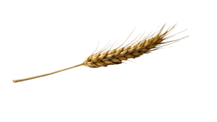 Ear of wheat and wheat grain isolated on Transparent background.
