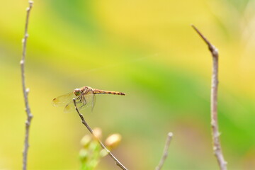 外之沢の棚田とトンボ（新潟県）