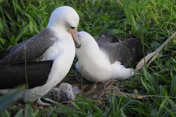 Albatross family showing affection with new baby, Kauai, Hawaii, nature, unity