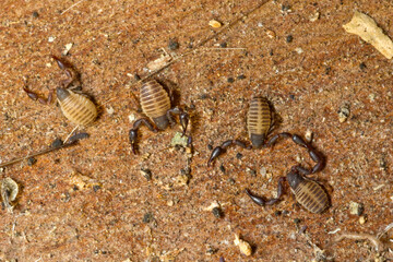 false scorpion Pseudoscorpion (neobisium sp). Sardinia. Italy
