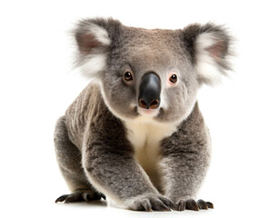 Koala isoliert auf weißen Hintergrund, Freisteller