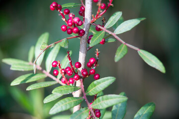 red berries on a branch, Mastic tree, Pistacia lentiscus, dioecious evergreen shrub with red berries, Sardinia, Italy
