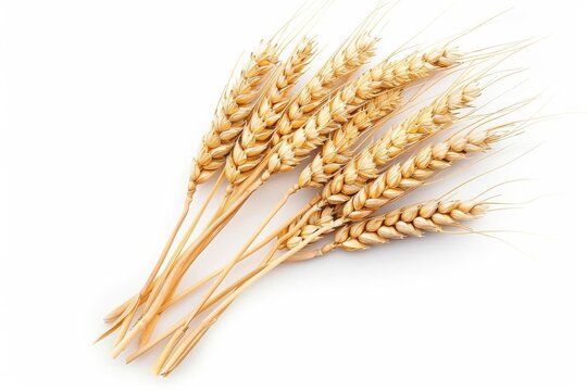 Golden Wheat Ears Isolated on Pure White Background, Harvest Season Symbol, Agriculture and Farming, High Resolution Photo