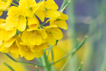 春の菜の花　ズームアップ