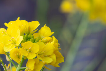 春の菜の花　ズームアップ