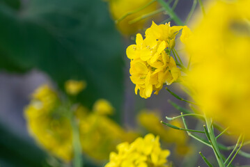 春の菜の花　ズームアップ