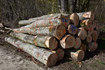 geschlagene Bäume, Baumstämme aus Buche und Birke am Lagerplatz am Waldrand