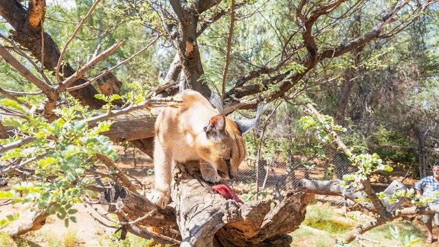 Picture of a caracal sitting on a tree while being fed