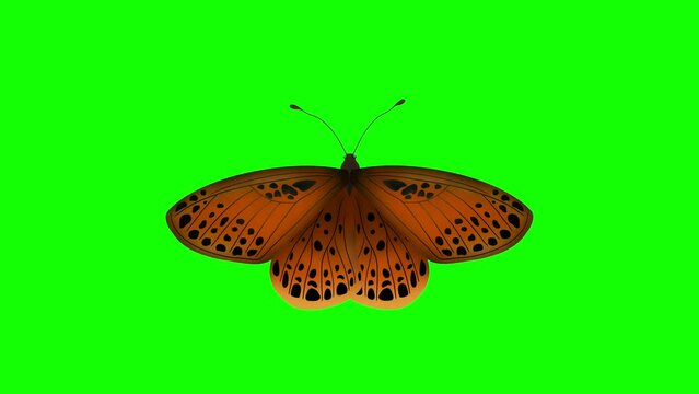 Beautiful Blue Butterfly Flying isolate, Seamless 3d Animation with Green Screen, Cartoon Monarch Butterfly. Colorful orange butterfly flying on green screen