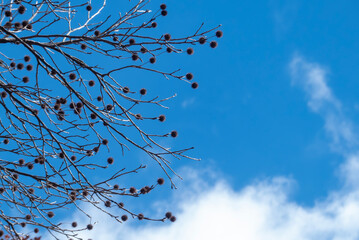 晴れ渡る青空にユニークな形のモミジバフウの実