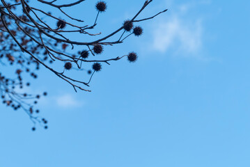 晴れ渡る青空にユニークな形のモミジバフウの実