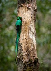 Resplendent quetzal in Costa Rica in the rainforest