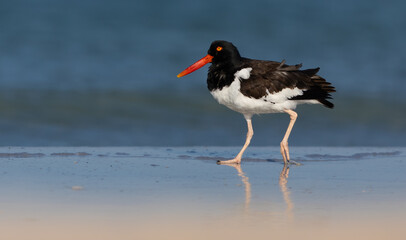 American oystercatcher on a beach - Powered by Adobe