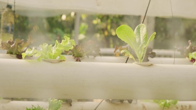 Growing lettuce in greenhouse using hydroponics in tropical climate.