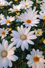 Beautiful bouquet of daisies close-up