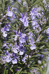 detail of a plant of rosemary in full bloom