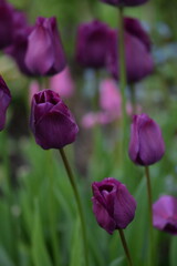 Purple tulips on bokeh colorful spring garden background, tulips background, selective focus, blurred background.
