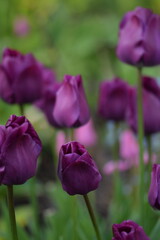 Purple tulips on bokeh colorful spring garden background, tulips background, selective focus, blurred background.