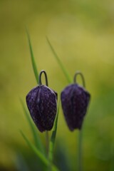 Fritillaria meleagris on bokeh green garden background, chess flower closeup, selective focus, blurred background.
