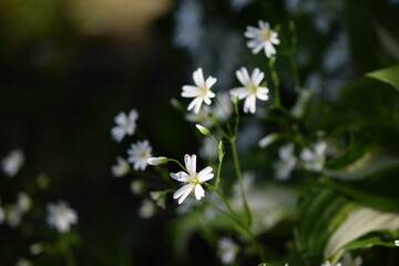 Greater starwort, white spring flowers and green leaves, spring garden flowers.