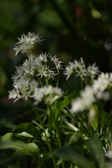 Wild garlic flowers on dark green bokeh background, blooming bear's garlic, spring white flowers background, selective focus.