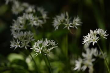 Wild garlic flowers on dark green bokeh background, blooming bear's garlic, spring white flowers background, selective focus.