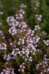 Blooming origanum plants, origanum flowers closeup, selective focus, blooming herbs.