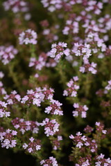 Blooming origanum plants, origanum flowers closeup, selective focus, blooming herbs.