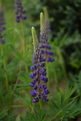 Blue and purple lupin flowers, garden lupin blooming blue and purple plants in summer garden.