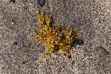Sargassum seaweed washed up in large quantities on the beaches of Las Palmas de Gran Canaria - 770819235