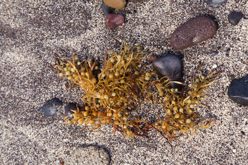 Sargassum seaweed washed up in large quantities on the beaches of Las Palmas de Gran Canaria - 770819264