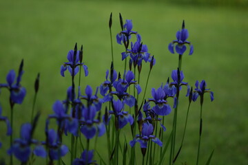 Violet siberian iris closeup on background of bokeh irises.