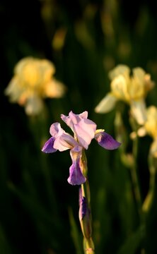 Purple and blue iris germanica flower on bokeh yellow irisis flowers background, closeup.