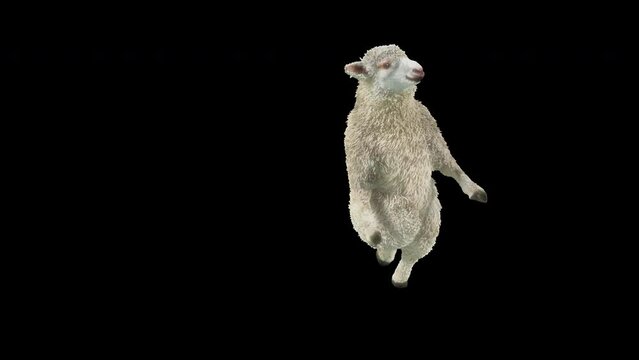 Sheep Dancing, Animal, 3d rendering, Animation Loop, cartoon, included in the end of the clip with Alpha matte.