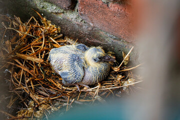 New born baby bird in nest © Sandesh