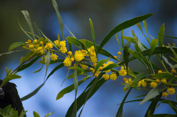 Blue-leafed wattle / Western Australian golden wattle, Acacia saligna = Acacia cyanophylla planted and naturalised