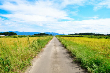 長岡市越路の田園風景（新潟県）