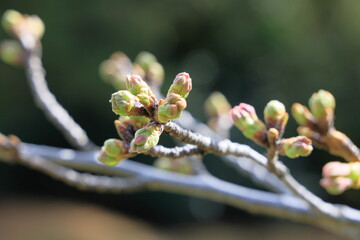 東京散歩　桜の開花直前の浜離宮恩賜公園