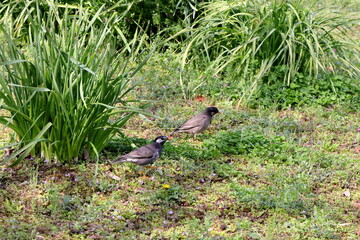 東京散歩　桜の開花直前の浜離宮恩賜公園