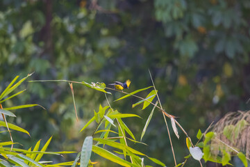 Sultan tit (Melanochlora sultanea) at Namdapha NP, Arunachal Pradesh, India