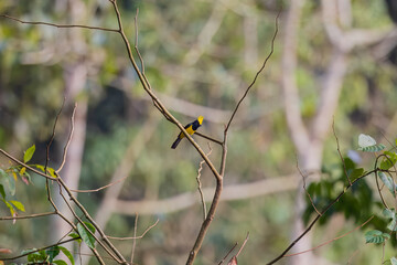Sultan tit (Melanochlora sultanea) at Namdapha NP, Arunachal Pradesh, India