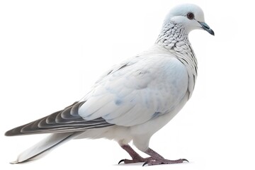 Graceful Dove Against White