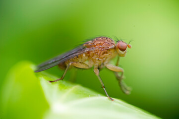 Fly, Drosophila funebris