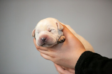 Labrador puppies in hands