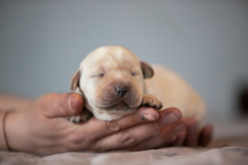 Labrador puppies in hands - obrazy, fototapety, plakaty