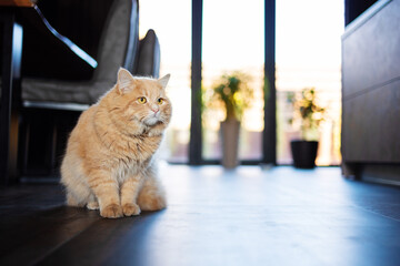 Ginger cat sitting on floor in cozy living room. Fluffy siberian cat lying on the floor at home. Adorable domestic pet concept.